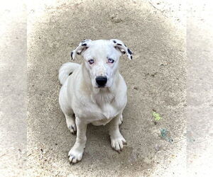 Australian Shepherd-Dalmatian Mix Dogs for adoption in Aurora, IN, USA