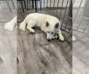 Siberian Husky-Unknown Mix Dogs for adoption in Carrollton, TX, USA
