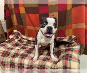 Boston Terrier Dogs for adoption in Modesto, CA, USA