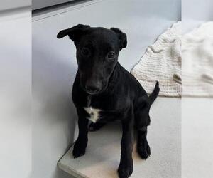 Borador Dogs for adoption in San Martin, CA, USA