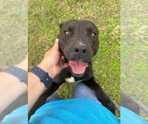 Mutt Dogs for adoption in Abbeville, LA, USA