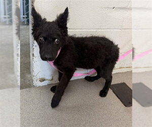 German Shepherd Dog Dogs for adoption in San Bernardino, CA, USA