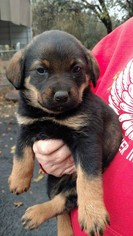 Medium Photo #1 Rottweiler-Unknown Mix Puppy For Sale in Redding, CA, USA