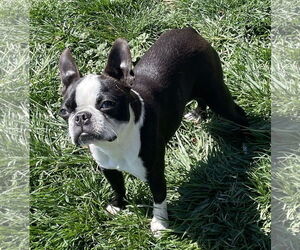 Boston Terrier Dogs for adoption in Hesperia, CA, USA