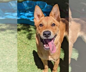 Basenji-Unknown Mix Dogs for adoption in El Cajon, CA, USA