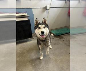 Siberian Husky Dogs for adoption in Camarillo, CA, USA