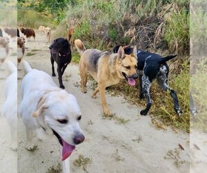 Siberian Husky-Unknown Mix Dogs for adoption in San Juan Capistrano, CA, USA
