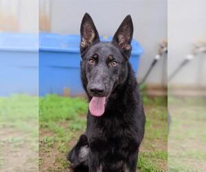 German Shepherd Dog Dogs for adoption in Sacramento, CA, USA