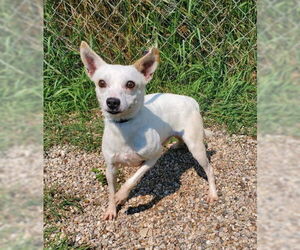 Mutt Dogs for adoption in Lake City, MI, USA