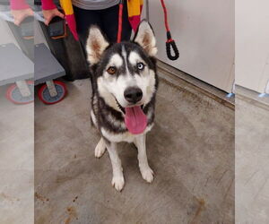 - Mix Dogs for adoption in Columbus, IN, USA