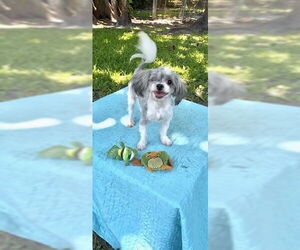 Shih Tzu Dogs for adoption in Weston, FL, USA