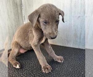 Labrador Retriever-Unknown Mix Dogs for adoption in San Antonio, TX, USA