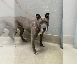 American Pit Bull Terrier-Unknown Mix Dogs for adoption in Las Vegas, NV, USA