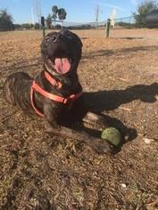 Labrador Retriever-Unknown Mix Dogs for adoption in Palm Harbor, FL, USA