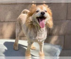 Pomeranian Dogs for adoption in Moreno Valley, CA, USA