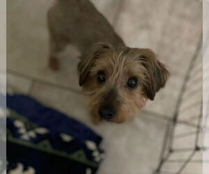 Mutt Dogs for adoption in New Orleans, LA, USA