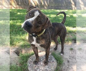 Bullypit Dogs for adoption in Humble, TX, USA