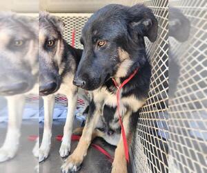 German Shepherd Dog Dogs for adoption in Bakersfield, CA, USA
