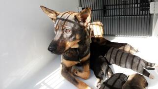 Medium Photo #1 German Shepherd Dog Puppy For Sale in Houston, TX, USA