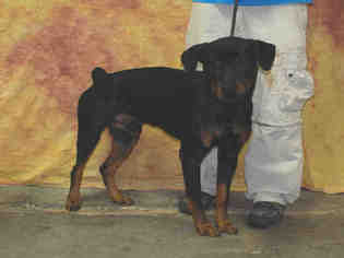 Rottweiler Dogs for adoption in Louisville, KY, USA