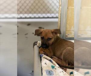 German Shepherd Dog-Unknown Mix Dogs for adoption in Tulsa, OK, USA