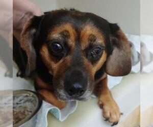 Dachshund Dogs for adoption in Zanesville, OH, USA