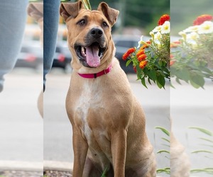 Small Chinese Shar-Pei-Mountain Cur Mix