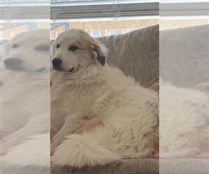 Great Pyrenees-Unknown Mix Dogs for adoption in San Antonio, TX, USA