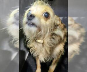 Mutt Dogs for adoption in San Antonio, TX, USA