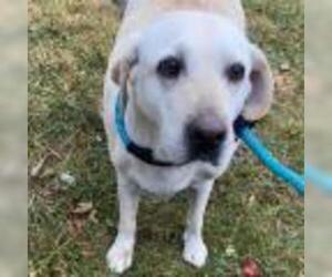 Labrador Retriever-Unknown Mix Dogs for adoption in Drexel, MO, USA