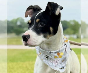 Mutt Dogs for adoption in Jefferson, WI, USA