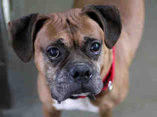 Boxer Dogs for adoption in Pittsburgh, PA, USA
