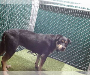 Rottweiler-Unknown Mix Dogs for adoption in Downey, CA, USA