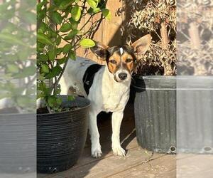 Mutt Dogs for adoption in San Antonio, TX, USA