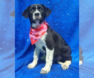 Labrador Retriever-Unknown Mix Dogs for adoption in Wetumpka, AL, USA