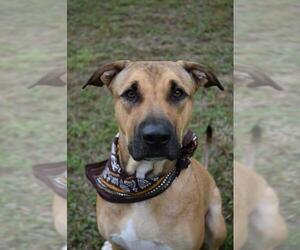 Black Mouth Cur-Great Dane Mix Dogs for adoption in Brooksville, FL, USA