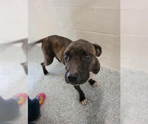 American Pit Bull Terrier Dogs for adoption in Salisbury, NC, USA