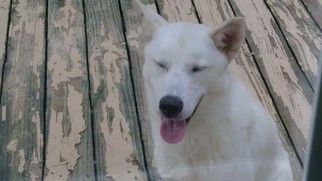 Alaskan Husky Dogs for adoption in SHELTER  IS LOCATED ON:      Mt Moriah Rd., Winton, NC, USA