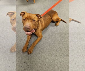 Mastiff-Unknown Mix Dogs for adoption in Euless, TX, USA