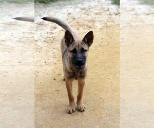 German Shepherd Dog-Unknown Mix Dogs for adoption in Eastman, GA, USA