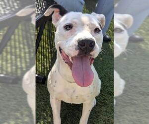 American Pit Bull Terrier Dogs for adoption in Downey, CA, USA