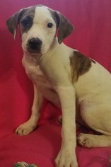 Bulloxer Dogs for adoption in Newark, DE, USA