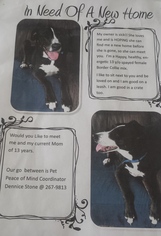 Border Collie-Unknown Mix Dogs for adoption in Arcata, CA, USA
