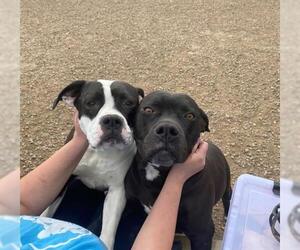 Bulloxer Dogs for adoption in Brighton, CO, USA