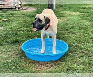 Mastiff Dogs for adoption in Edmond, OK, USA