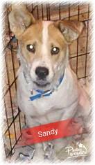 Texas Heeler Dogs for adoption in San Bernardino, CA, USA