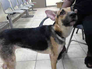 Medium Photo #1 German Shepherd Dog Puppy For Sale in Houston, TX, USA