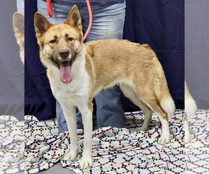 Akita-Siberian Husky Mix Dogs for adoption in Pittsburgh, PA, USA