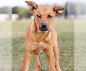 Small Australian Cattle Dog Mix