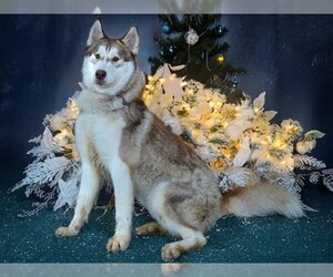 Siberian Husky Dogs for adoption in West Valley, UT, USA